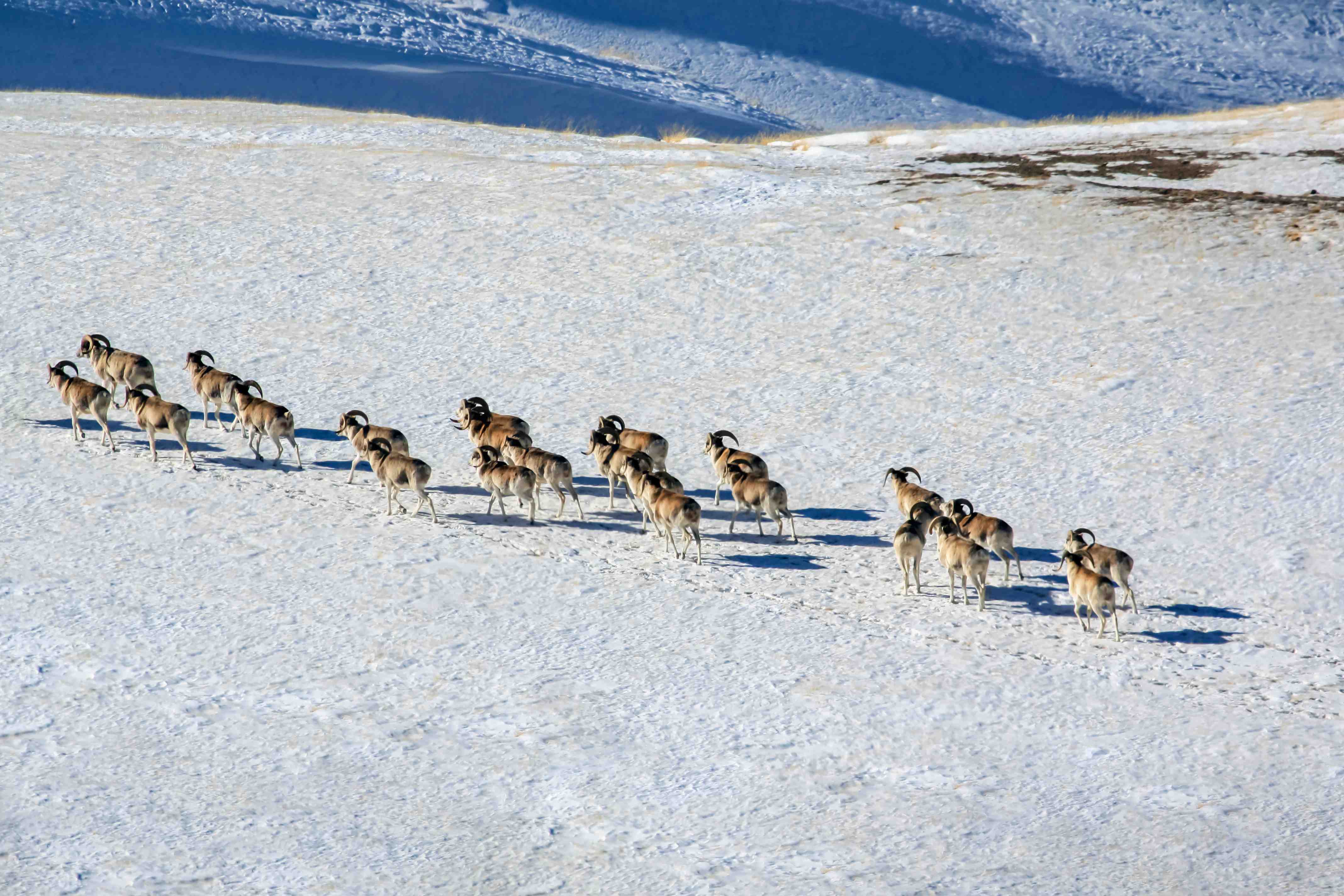 Herd of wild Argali mountain sheep moving to a new pasture. 