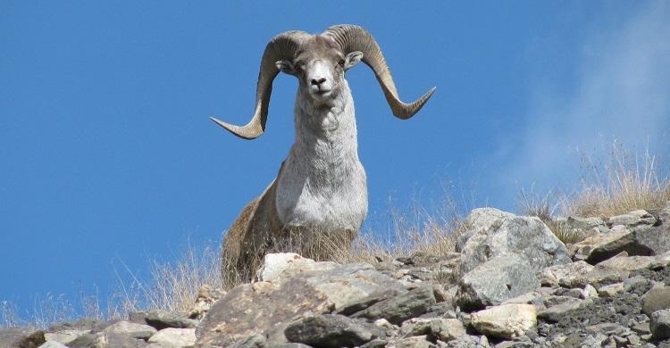 Argali sheep (Ovis ammon) © Askar Davletbakov