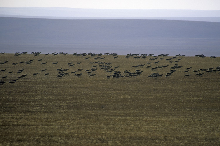  Mongolian Gazelles - Eastern steppe, Mongolia © Petra Kaczensky