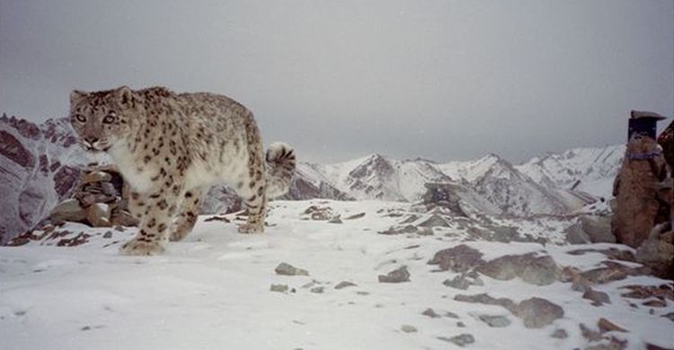 snow leopard © Snow Leopard Conservancy