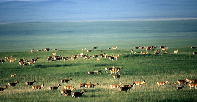 Mongolian Gazelles © WCS