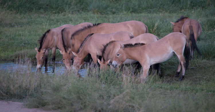 Przewalski’s Horses © Grunewald 
