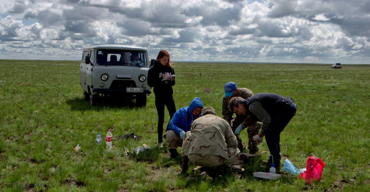 200,000 Saiga Antelopes died in Kazakhstan in May 2015 © Sergei Khomenko