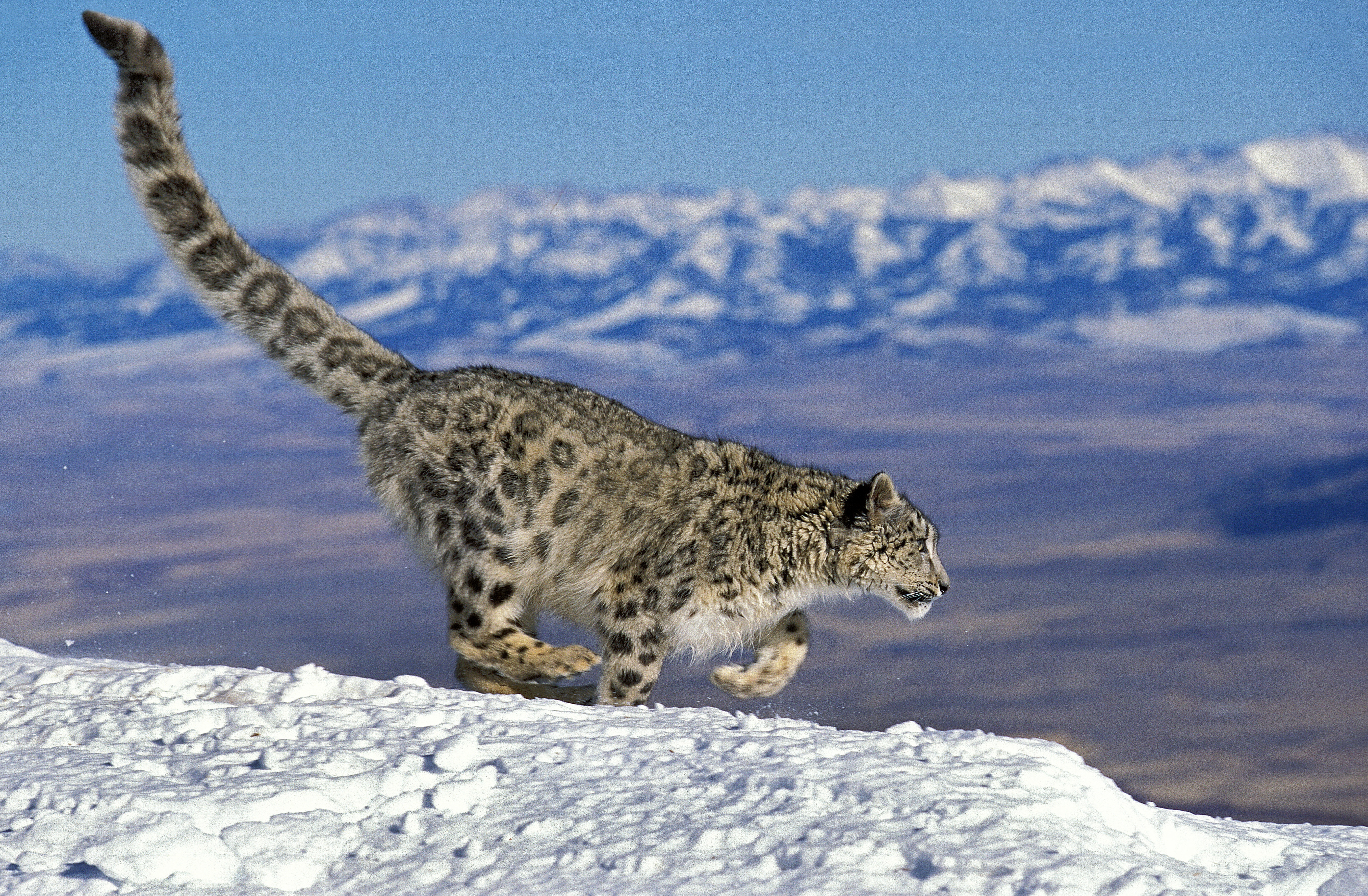 Panthère Des Neiges © Gerard Lacz/Image Broker Robert Harding 