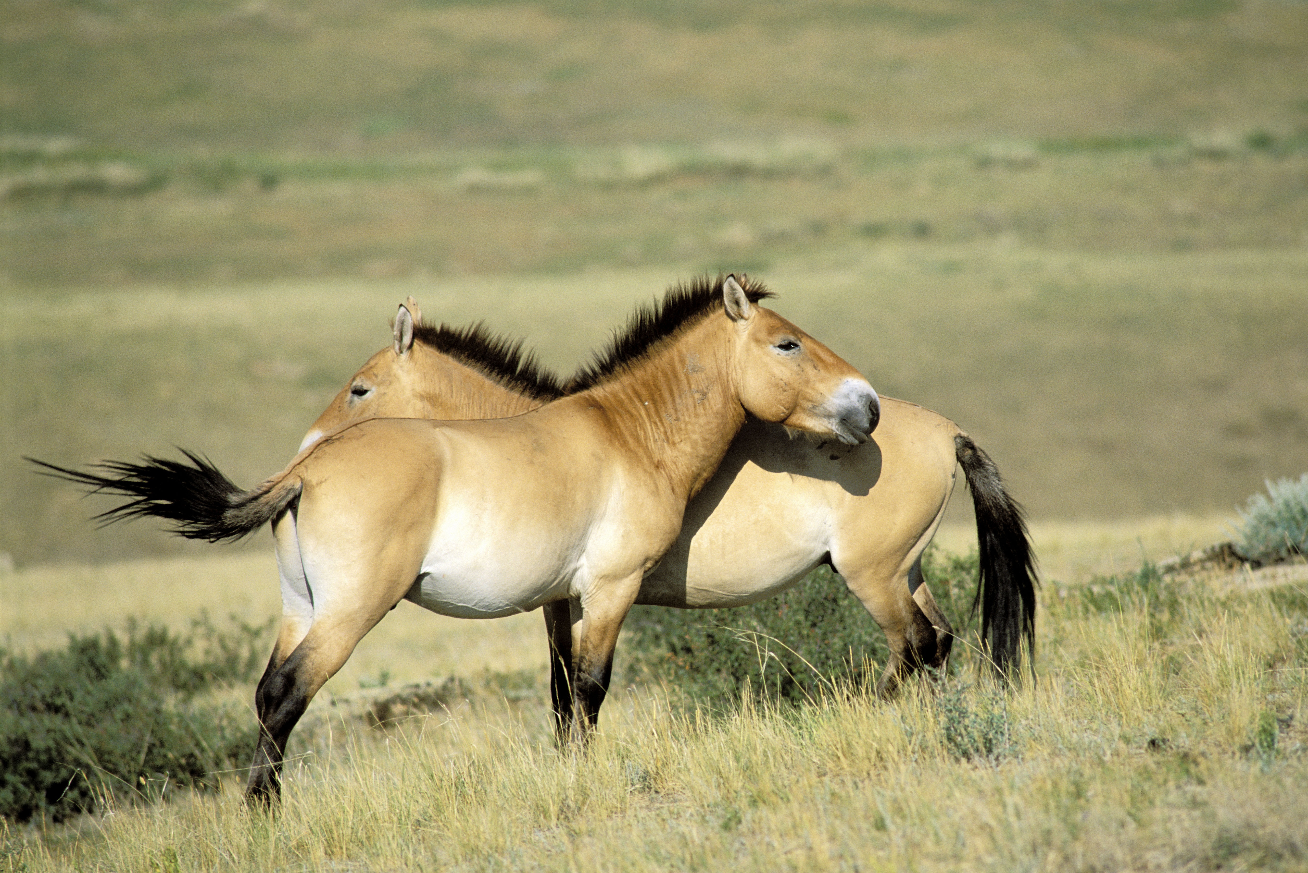 Chevaux de Przewalski © Bruno Morandi/Image Broker Robert Harding