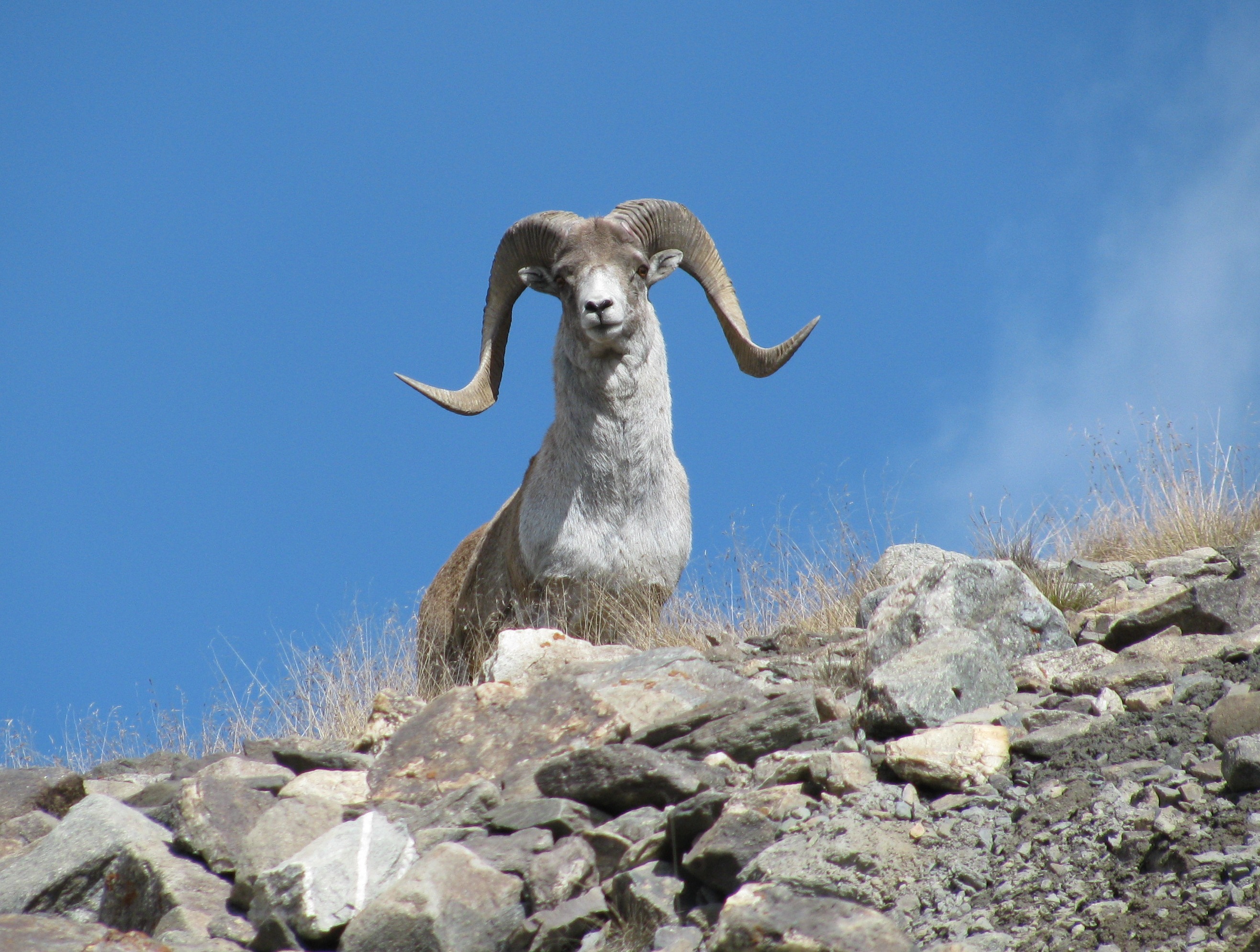 Mouflon D'Asie © Askar Davletbkov
