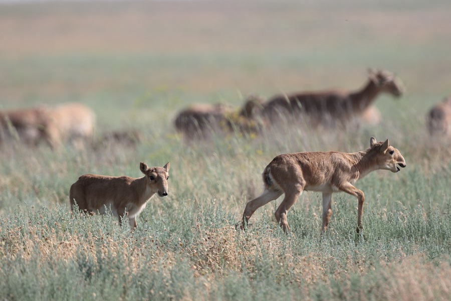 Saigas in Stepnoi Reserve - @ E. Polonskiy 