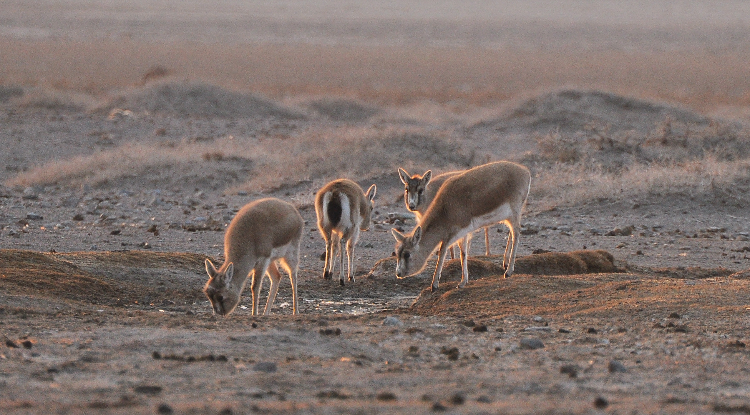 Gazelle Á Goitre © Petra Kaczensky