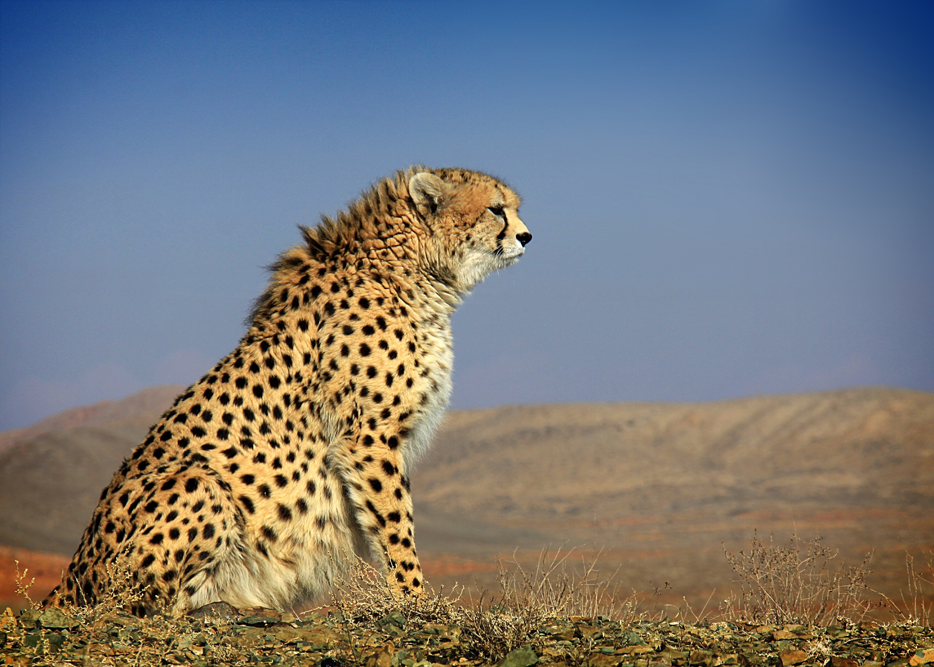 Guépard asiatique © Morteza Eslami