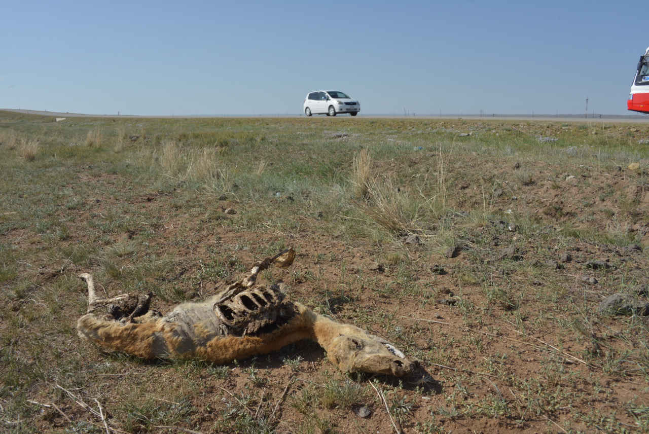 Carcass next to a Mongolian road © Ralf Grunewald/GIZ