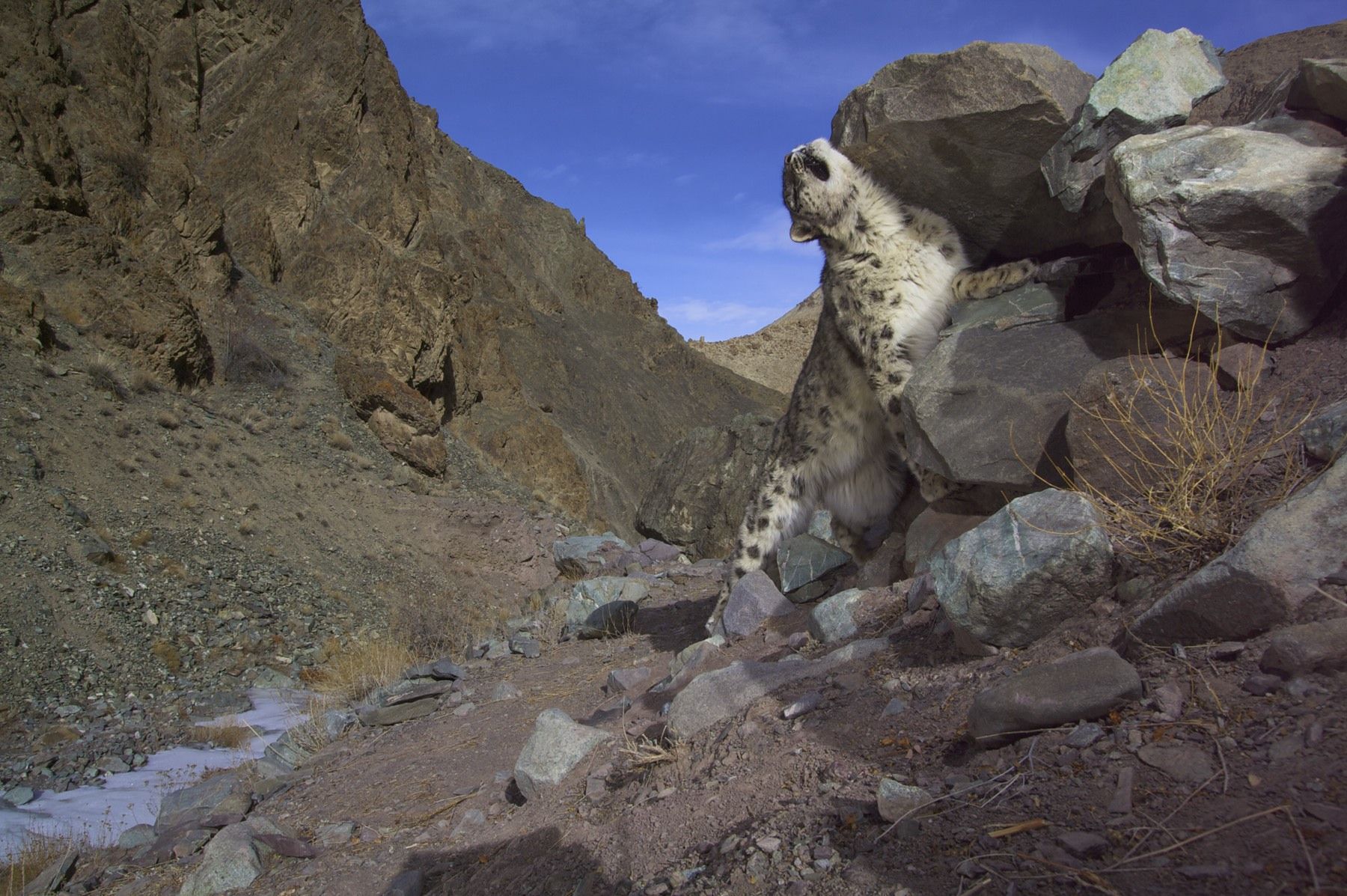 snow leopard © Steve Winter