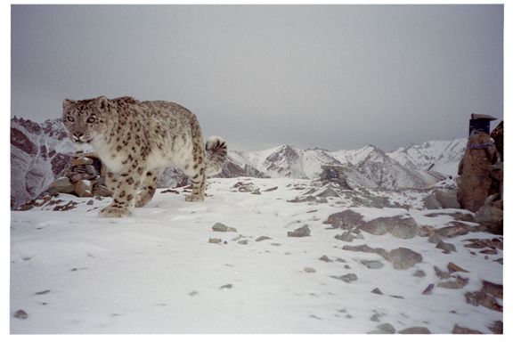 snow leopard © Snow Leopard Conservancy