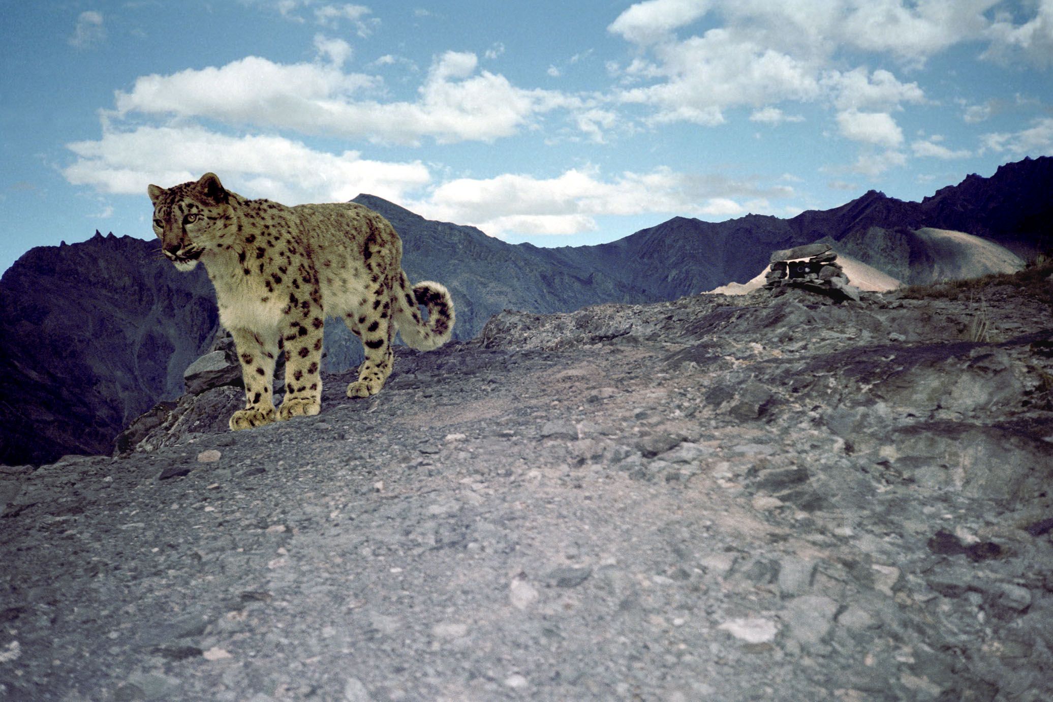 snow leopard © Snow Leopard Conservancy