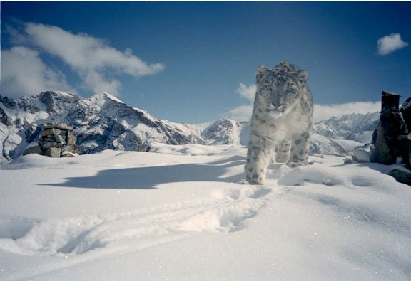 snow leopard © Snow Leopard Conservancy