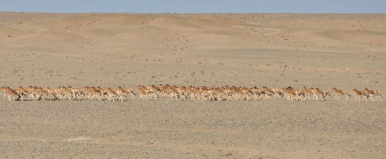 Herd of Khulan © Petra Kaczensky