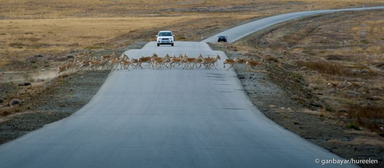 Mongolian Gazelles  © Petra Kaczensky