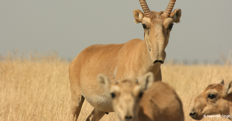 Antílope saiga (Saiga tatarica) - © Navinder Singh