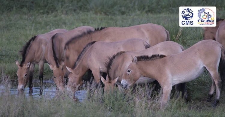 Przewalski’s Horses, one of Central Asia’s rarest species © Grunewald