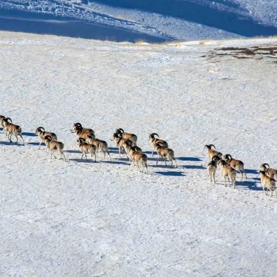 CMS highlights ecological connectivity and regional cooperation at the 8th GEF Assembly in Samarkand