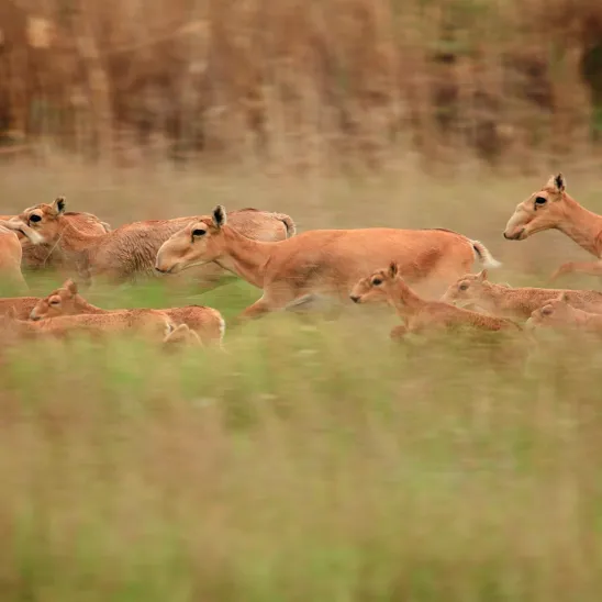 New Maps Reveal Saiga Migrations and Threats Across Kazakhstan 