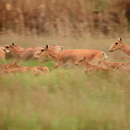 New Maps Reveal Saiga Migrations and Threats Across Kazakhstan 