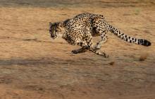 Cheetah running