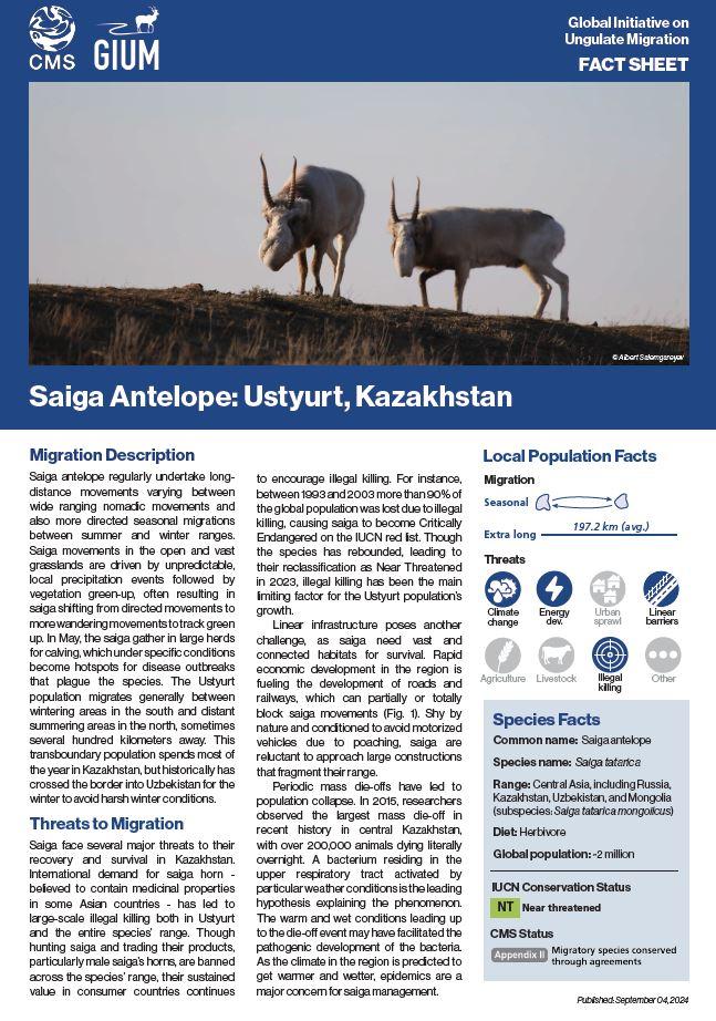 Saiga Fact Sheet