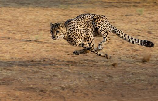 Cheetah running