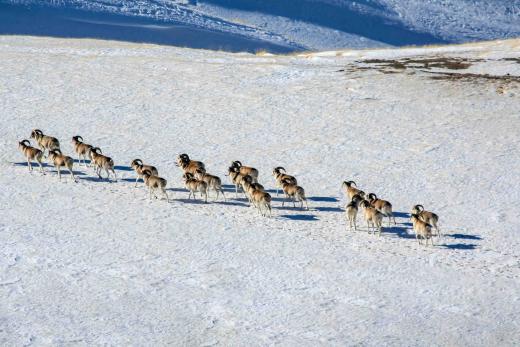 Herd of wild Argali mountain sheep moving to a new pasture. 