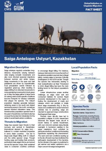 Saiga Fact Sheet